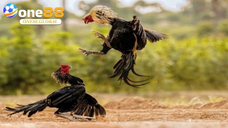 Đá Gà One88