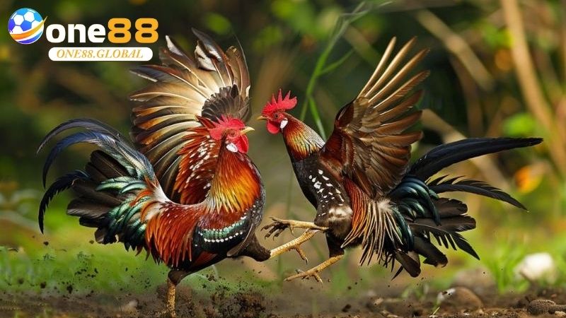 Đá Gà Philippines