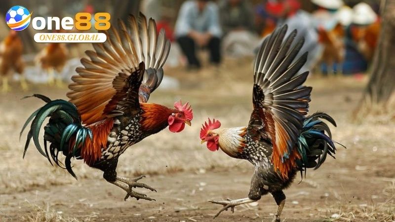 Đá Gà Philippines